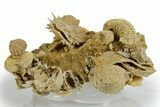 Miniature Fossil Cluster (Ammonites, Bivalves) - France #349339-1